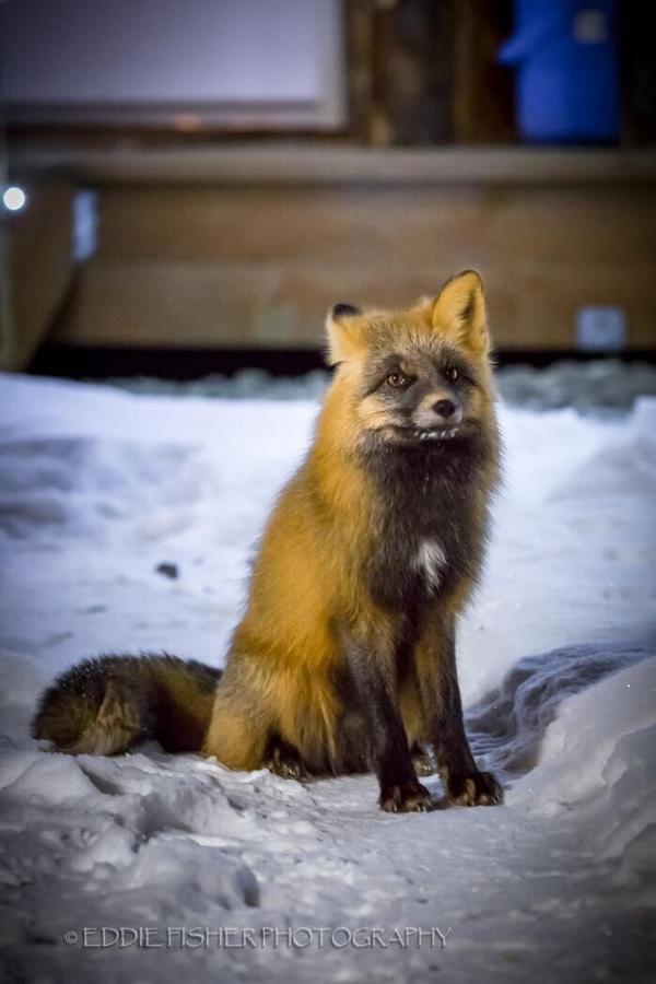 Talkeetna Villas And Tours 외부 사진